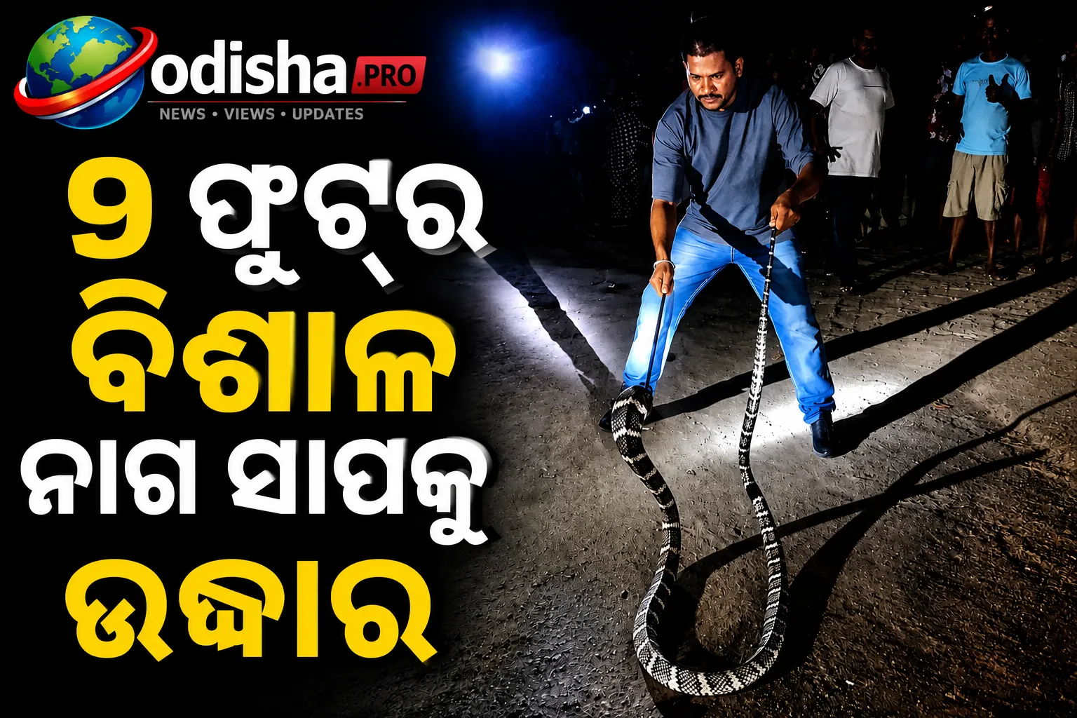 ୯ ଫୁଟ୍‌ର ବିଶାଳ ନାଗ ସାପକୁ ଉଦ୍ଧାର, ଅନ୍ୟ ସାପକୁ ଗିଳିଥିବା ସୂଚନା