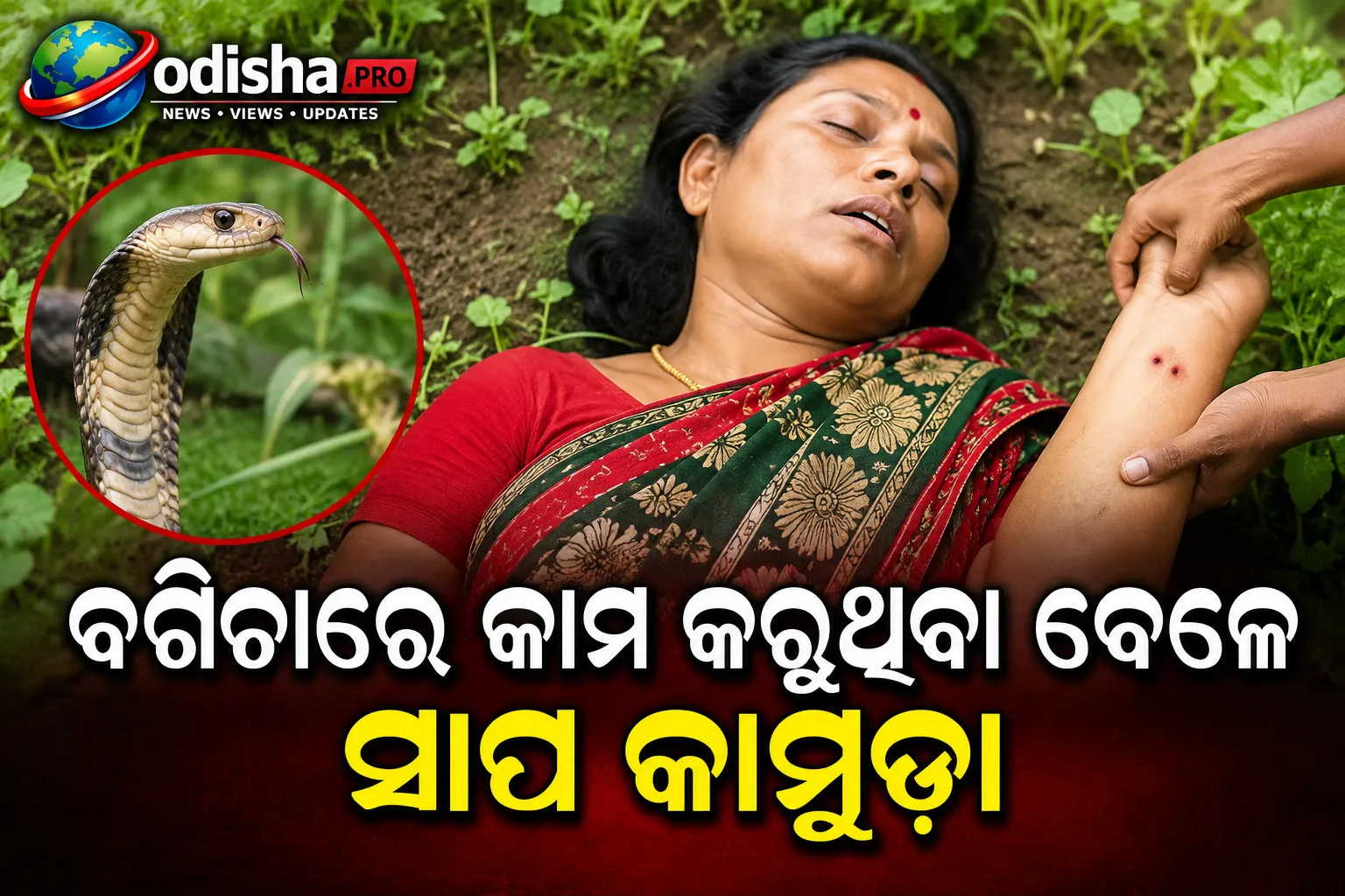ବଗିଚାରେ କାମ କରୁଥିବା ବେଳେ ସାପ କାମୁଡ଼ା, ମହିଳାଙ୍କ ମୃତ୍ୟୁ