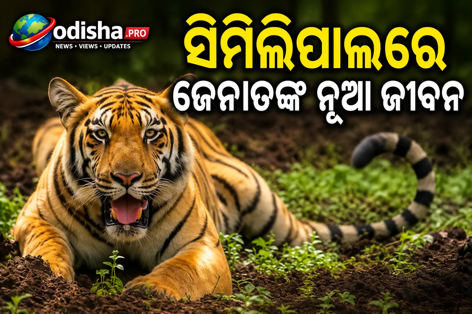 ସିମିଳିପାଳରେ ଜେନାତଙ୍କ ନୂଆ ଜୀବନ; ଅକ୍ଟୋବର-ନଭେମ୍ବରରେ ହଟିବ ରେଡିଓ କଲାର