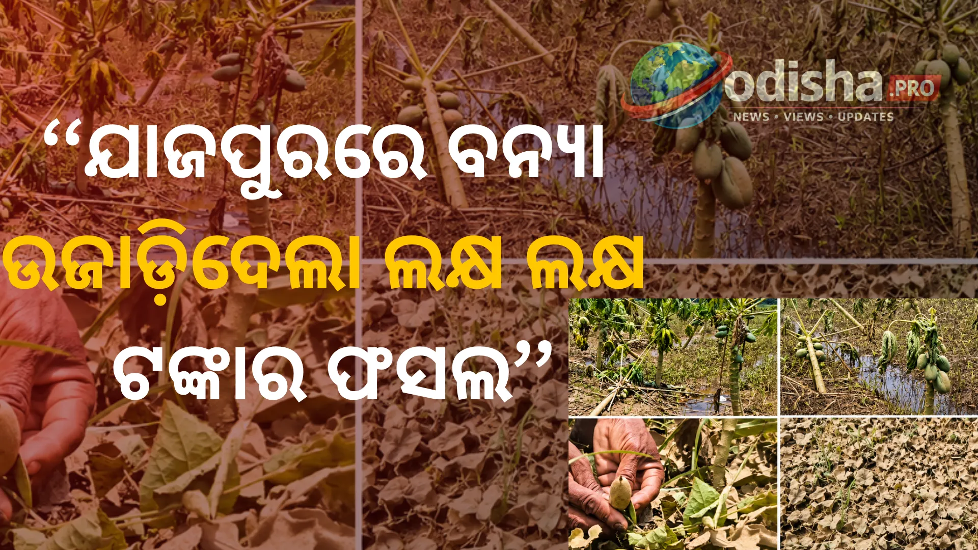 ଯାଜପୁରରେ ବନ୍ୟା ଉଜାଡ଼ିଦେଲା ଲକ୍ଷ ଲକ୍ଷ ଟଙ୍କାର ଫସଲ, ଋଣଭାରରେ ଚାଷୀଙ୍କ ଆଖିରେ ଲୁହ; ସରକାରୀ ସହାୟତା ଦାବି