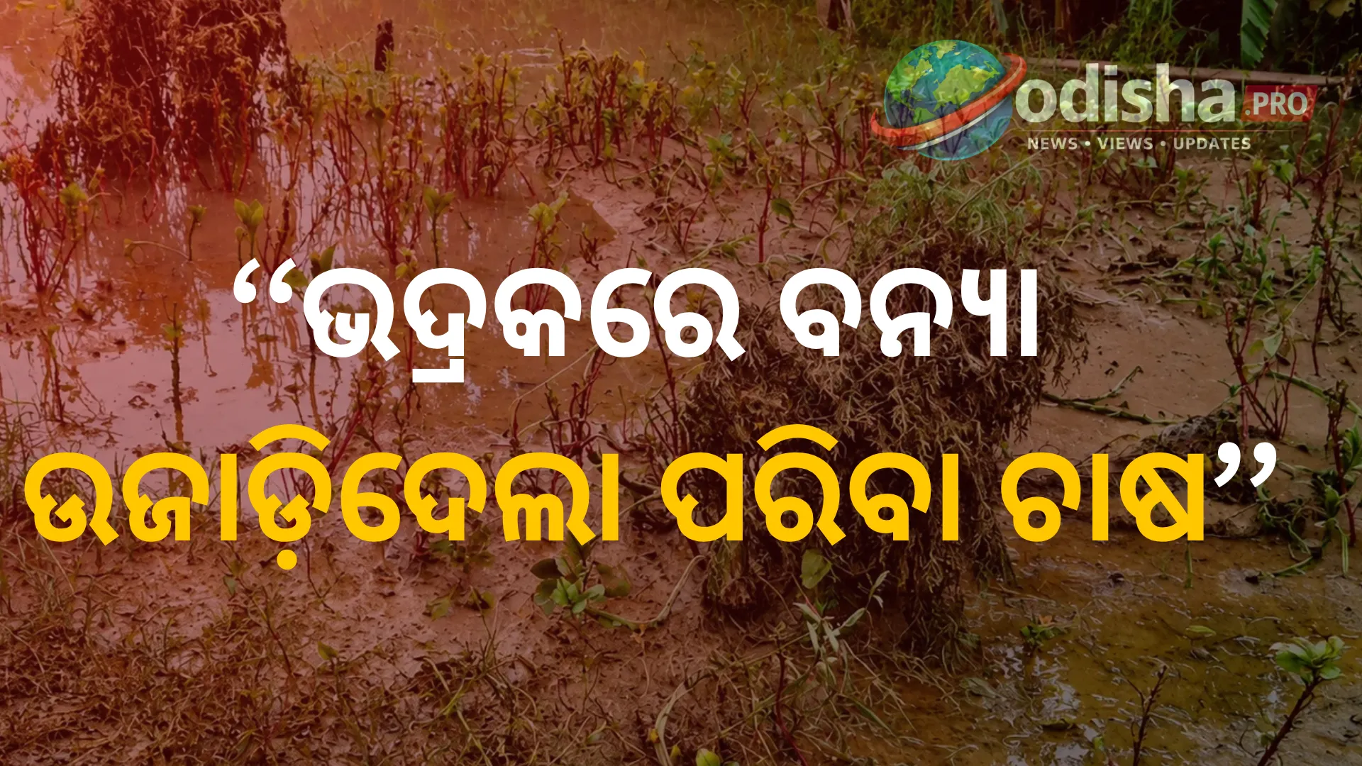 ଭଦ୍ରକରେ ବନ୍ୟା ଉଜାଡ଼ିଦେଲା ପରିବା ଚାଷ, ପାଣିରେ ସବୁ ସ୍ୱପ୍ନ; ଜୀବିକା ହରାଇ ଚିନ୍ତାରେ ଚାଷୀ