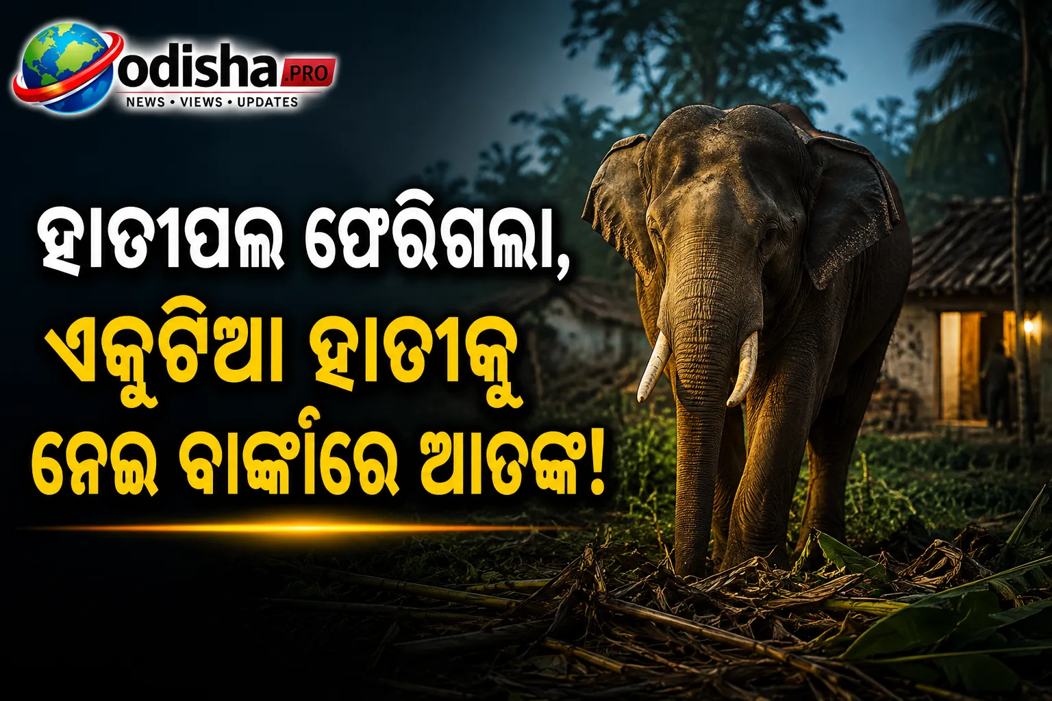 ହାତୀପଲ ଫେରିଗଲା, ଏକୁଟିଆ ହାତୀକୁ ନେଇ ବାଙ୍କୀରେ ଆତଙ୍କ; ଫସଲ ନଷ୍ଟ, ଘରୁ ବାହାରିବାକୁ ଭୟ