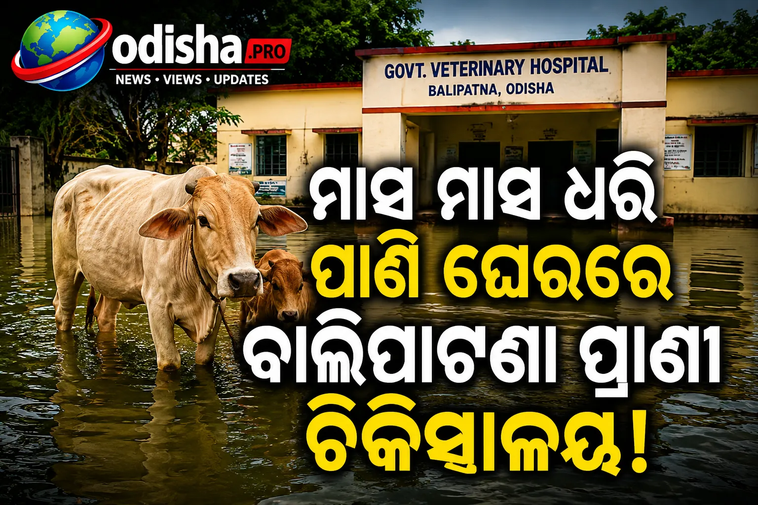 ମାସ ମାସ ଧରି ପାଣି ଘେରରେ ବାଲିପାଟଣା ପ୍ରାଣୀ ଚିକିତ୍ସାଳୟ; ହଇରାଣ ହେଉଛନ୍ତି ପଶୁପାଳକ