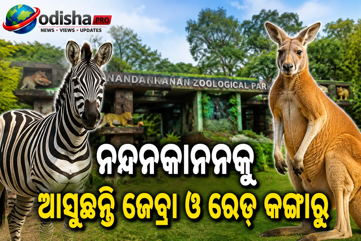 ନନ୍ଦନକାନନକୁ ଆସୁଛନ୍ତି ଜେବ୍ରା ଓ ରେଡ୍ କଙ୍ଗାରୁ; ବନ୍ୟଜନ୍ତୁ ପ୍ରେମୀଙ୍କ ପାଇଁ ବଡ଼ ଖୁସି ଖବର