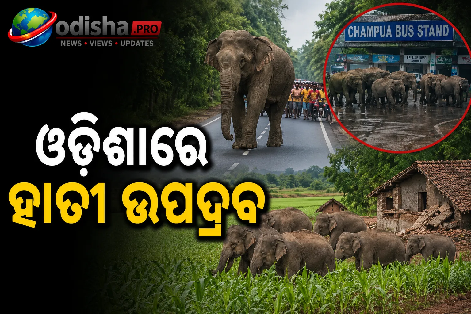ଓଡ଼ିଶାରେ ବଢୁଛି ହାତୀ ଉପଦ୍ରବ: ରାସ୍ତା ଓ ଗାଁରେ ହାତୀପଲ, ଚାଷଜମିରେ ବ୍ୟାପକ କ୍ଷୟକ୍ଷତି