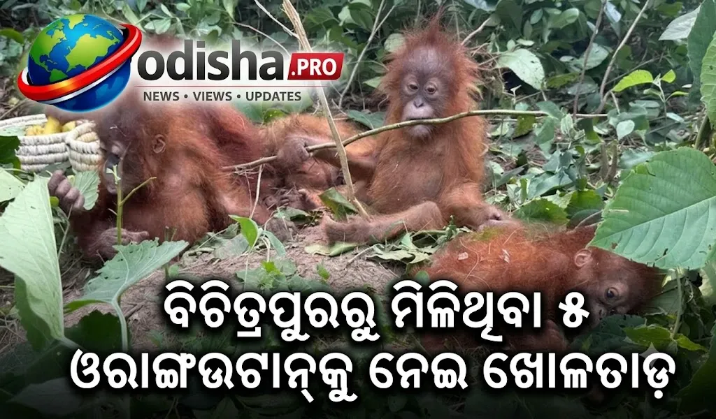 ବିଚିତ୍ରପୁରରୁ ମିଳିଥିବା ୫ ଓରାଙ୍ଗଉଟାନ୍‌କୁ ନେଇ ଖୋଳତାଡ଼, ଓଡ଼ିଶା-ପଶ୍ଚିମବଙ୍ଗ ସୀମାରେ STFର ଛାନଭିନ