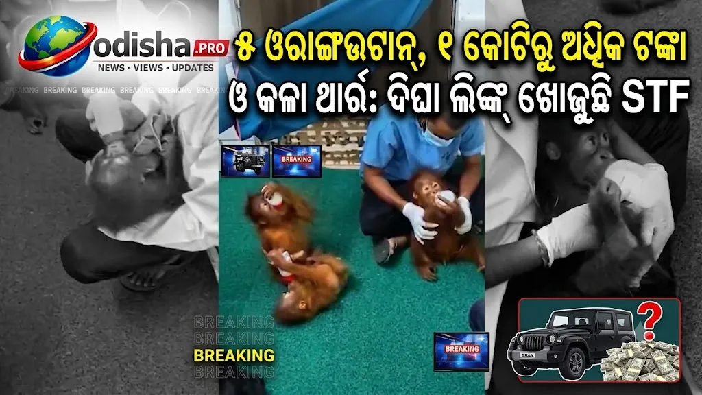୫ ଓରାଙ୍ଗଉଟାନ୍, ୧ କୋଟିରୁ ଅଧିକ ଟଙ୍କା ଓ କଳା ଥାର୍‌: ଦିଘା ଲିଙ୍କ୍‌ ଖୋଜୁଛି STF, ୪୦ରୁ ଅଧିକ CCTV ଯାଞ୍ଚ