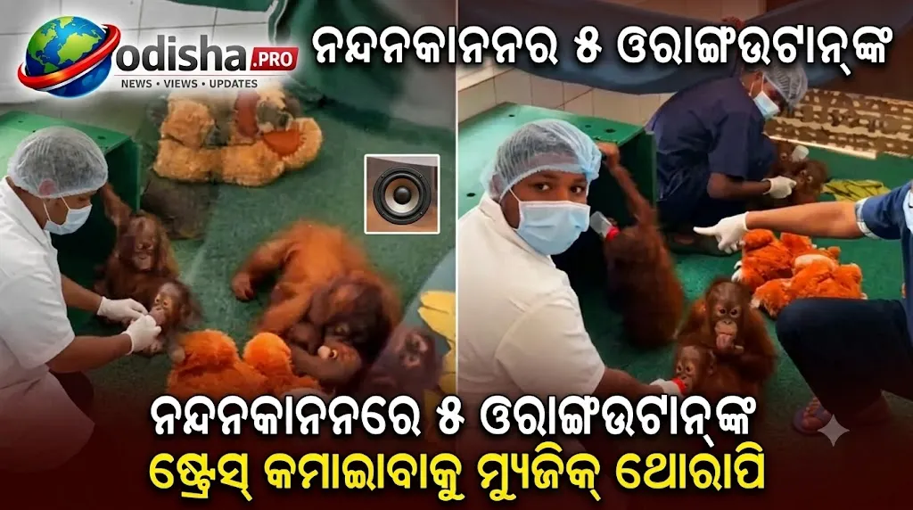 ନନ୍ଦନକାନନର ୫ ଓରାଙ୍ଗଉଟାନ୍‌ଙ୍କ ଷ୍ଟ୍ରେସ୍‌ କମାଇବାକୁ ମ୍ୟୁଜିକ୍ ଥେରାପି, ୧୦ ଦିନ ପରେ ହେବ ରକ୍ତ ନମୁନା ସଂଗ୍ରହ