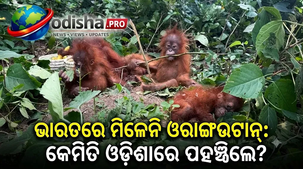 ଭାରତରେ ମିଳେନି ଓରାଙ୍ଗଉଟାନ୍‌: କେମିତି ଓଡ଼ିଶାରେ ପହଞ୍ଚିଲେ? ଅନ୍ତର୍ଜାତୀୟ ଚୋରାଚାଲାଣ ନେଟୱର୍କ ସନ୍ଦେହ
