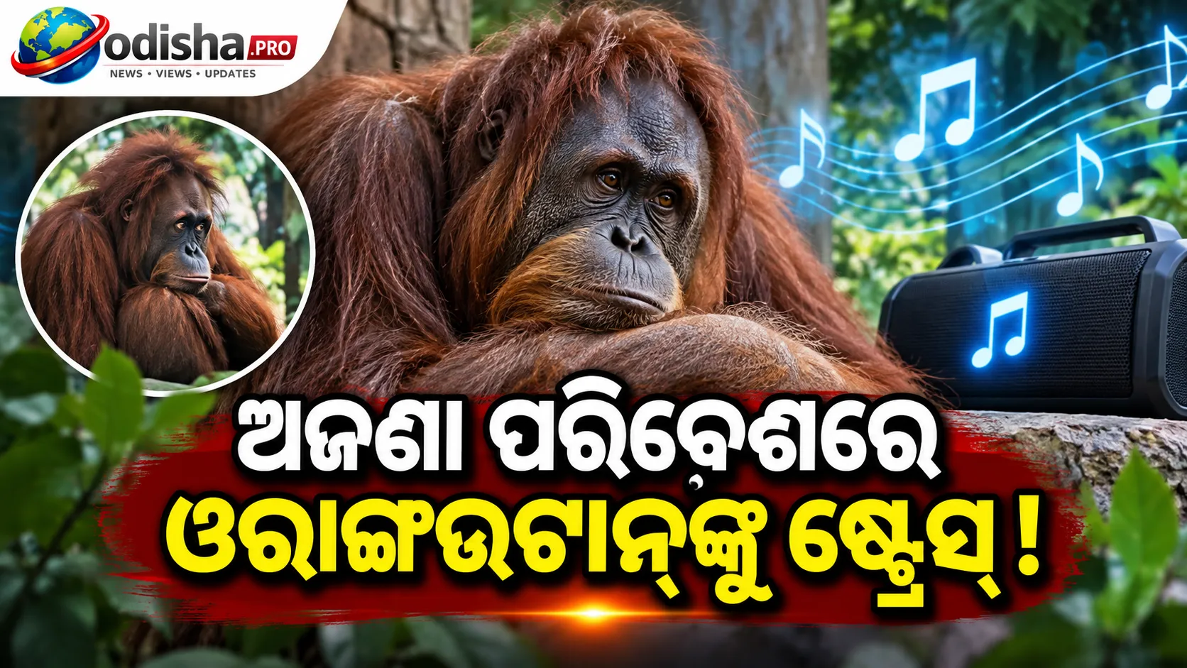 ଅଜଣା ପରିବେଶରେ ଓରାଙ୍ଗଉଟାନ୍‌ଙ୍କୁ ଷ୍ଟ୍ରେସ୍‌! ମାନସିକ ଚାପ କମାଇବାକୁ ଦିଆଯାଉଛି ମ୍ୟୁଜିକ୍ ଥେରାପି