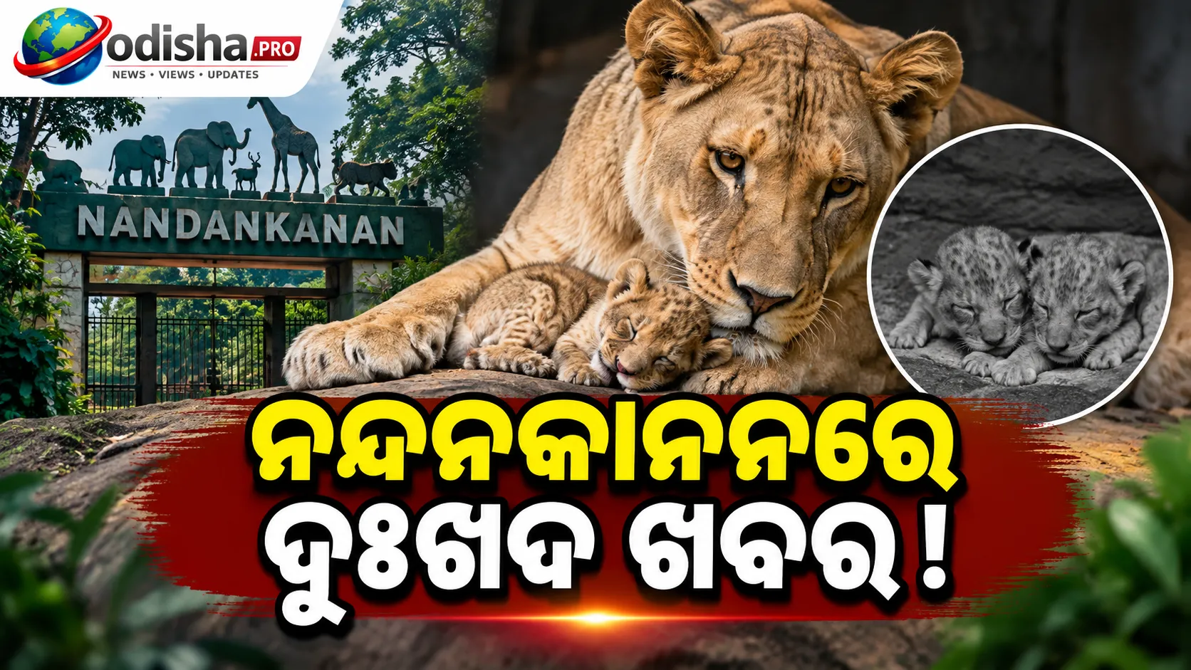 ନନ୍ଦନକାନନରେ ଦୁଃଖଦ ଘଟଣା: ଜନ୍ମର ୩ ଦିନ ପରେ ମରିଗଲା ମାୟାର ଦ୍ୱିତୀୟ ଶାବକ, ଦୁଇ ଶାବକ ମୃତ