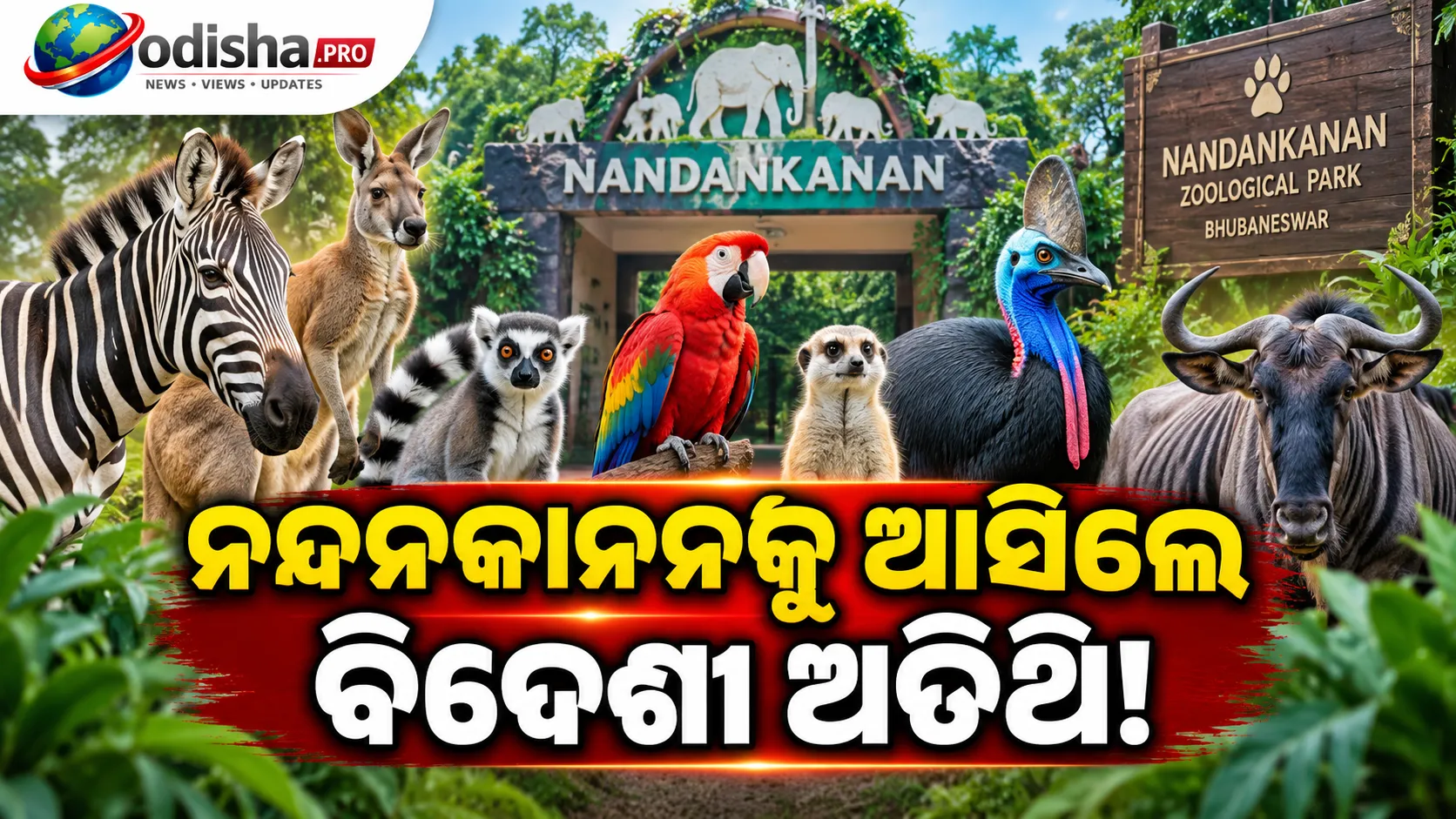 ନନ୍ଦନକାନନରେ ଆସିଲେ ୧୪ ପ୍ରଜାତିର ୫୮ ବିଦେଶୀ ପ୍ରାଣୀ, ଜେବ୍ରାଠୁ କ୍ୟାସୋୱାରୀ ପର୍ଯ୍ୟନ୍ତ ନୂଆ ଅତିଥି
