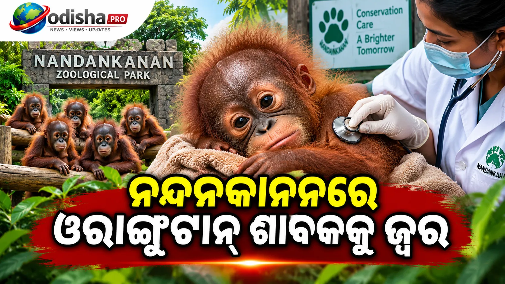 ନନ୍ଦନକାନନରେ ଓରାଙ୍ଗୁଟାନ୍‌ ଶାବକକୁ ଜ୍ୱର, ଡାକ୍ତରୀ ଟିମ୍‌ର ତୀକ୍ଷ୍ଣ ନଜରରେ ୫ ଶାବକ