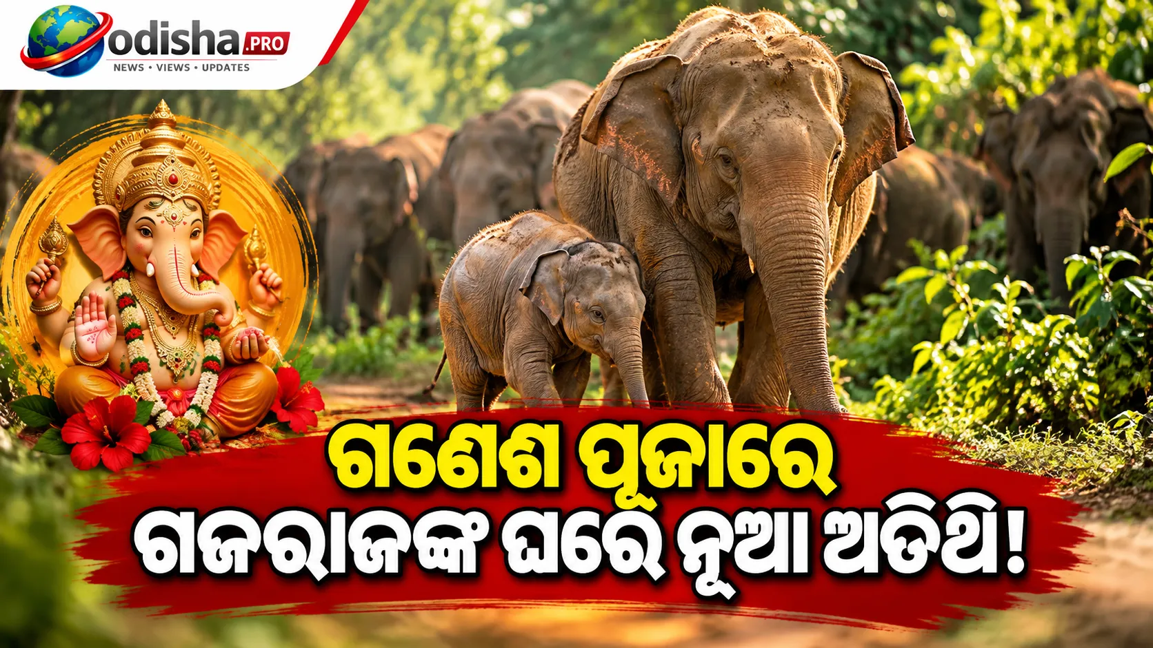 ଗଣେଶ ପୂଜାରେ ଗଜରାଜଙ୍କ ଘରେ ନୂଆ ଅତିଥି: ଚମ୍ପୁଆ ରେଞ୍ଜରେ ୨୨କୁ ବଢ଼ିଲା ହାତୀ ସଂଖ୍ୟା