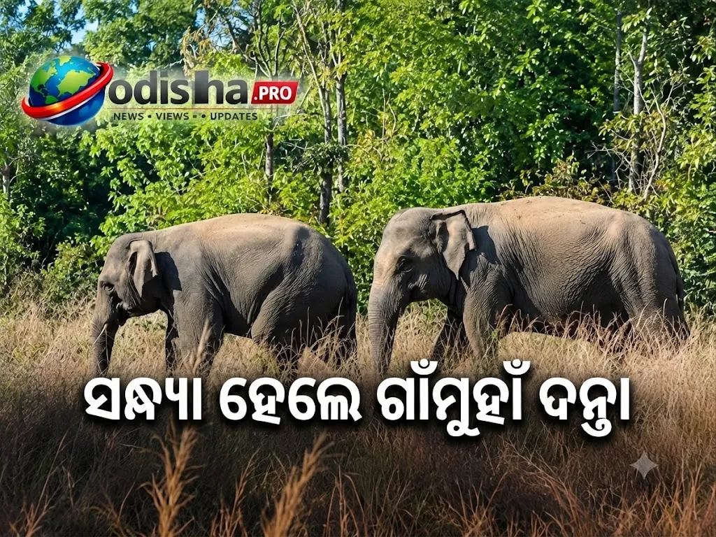 ମୟୂରଭଞ୍ଜ ଗାଁରେ ଦନ୍ତାହାତୀର ଆତଙ୍କ, ସନ୍ଧ୍ୟା ହେଲେ ଗାଁମୁହାଁ; ସତର୍କ ଗ୍ରାମବାସୀ
