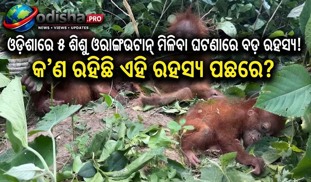 ଓଡ଼ିଶାରେ ୫ ଶିଶୁ ଓରାଙ୍ଗଉଟାନ୍ ମିଳିବା ଘଟଣାରେ ବଢ଼ିଲା ତଦନ୍ତ, ୩ ରାଜ୍ୟ ସହ ଯୋଡ଼ି ଖୋଜୁଛି STF