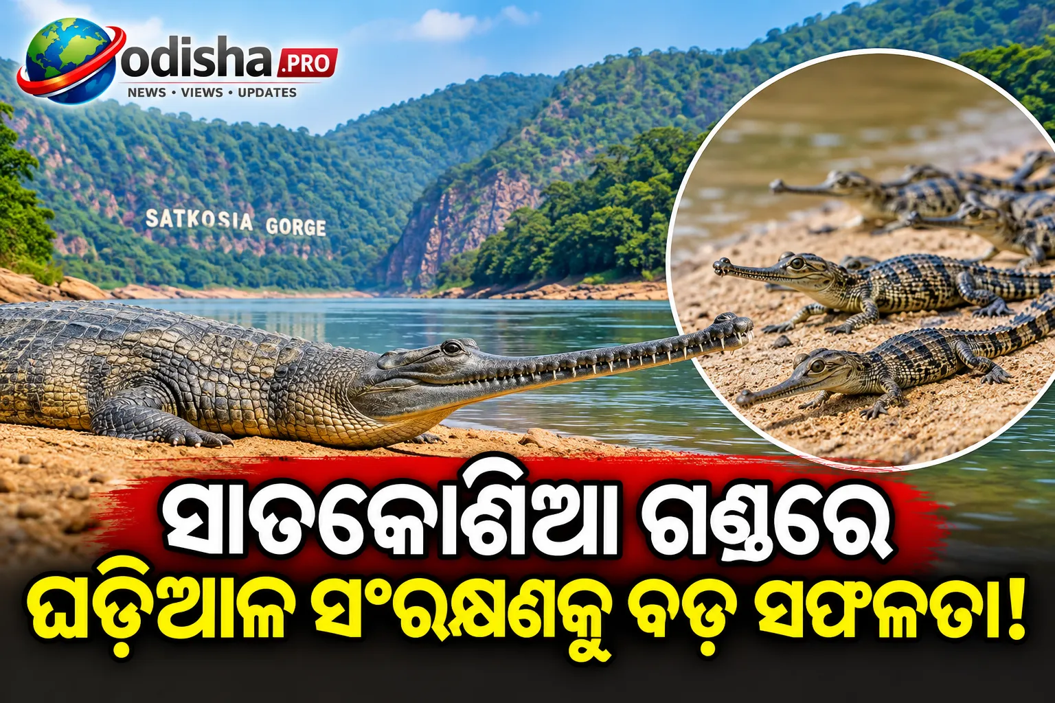 ମହାନଦୀ-ସାତକୋଶିଆରେ ଘଡିଆଳ ସଂରକ୍ଷଣକୁ ବଡ଼ ସଫଳତା! ୪୦ ବର୍ଷ ପରେ ପୁଣି ବଢ଼ୁଛି ବଂଶ