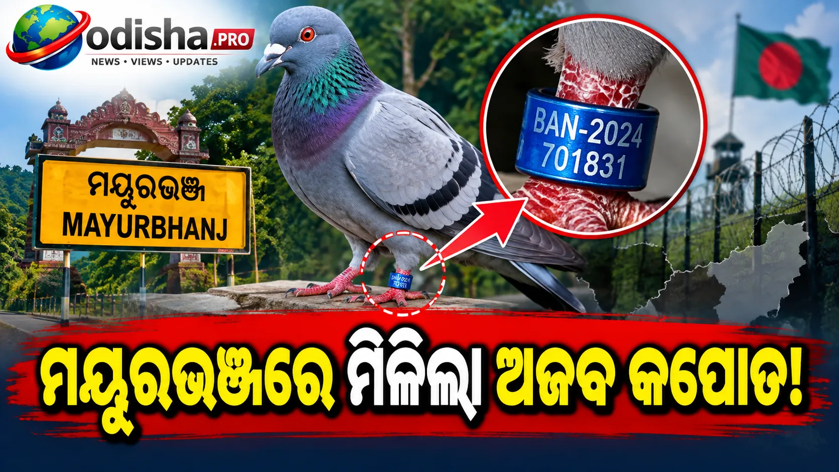 ମୟୂରଭଞ୍ଜରେ ‘BAN-2024’ ଟ୍ୟାଗ୍‌ ଲାଗିଥିବା କପୋତ! ବାଂଲାଦେଶ ଲିଙ୍କ୍‌କୁ ନେଇ ସନ୍ଦେହ