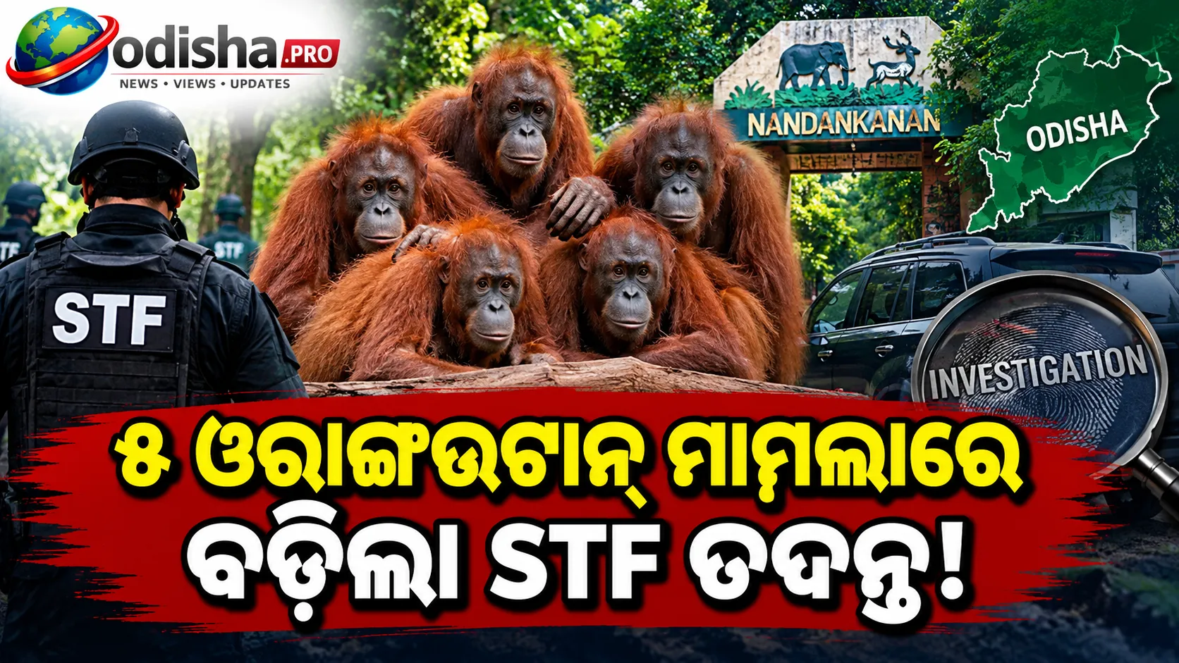 ଓଡ଼ିଶାରେ ଓରାଙ୍ଗଉଟାନ୍‌ ଆଣିବା ମାମଲା: STF ତଦନ୍ତ ଜୋରଦାର, ଏବେ ବି ମିଳୁନି ତସ୍କରଙ୍କ ସୁରାକ୍