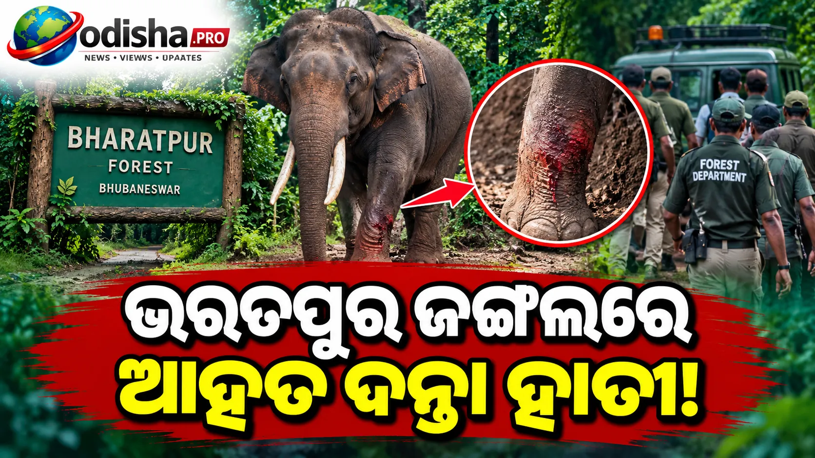 ଭୁବନେଶ୍ୱର ଭରତପୁର ଜଙ୍ଗଲରେ ଆହତ ଦନ୍ତା ହାତୀର ଚିକିତ୍ସା, ଟ୍ରାଙ୍କୁଲାଇଜ୍ କରି ଚାଲିଲା ଚିକିତ୍ସା