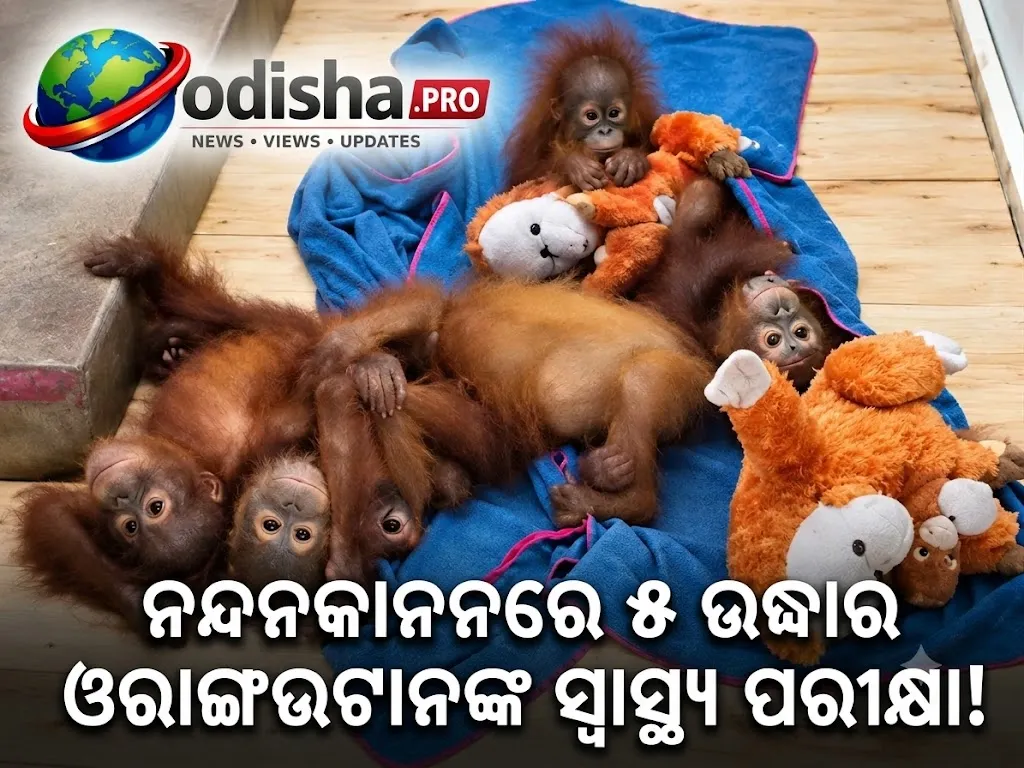 ନନ୍ଦନକାନନରେ ୫ ଉଦ୍ଧାର ଓରାଙ୍ଗଉଟାନ୍‌ଙ୍କ ସ୍ୱାସ୍ଥ୍ୟ ପରୀକ୍ଷା, ମୈସୁରୁରୁ ଆସିବେ ବିଶେଷଜ୍ଞ
