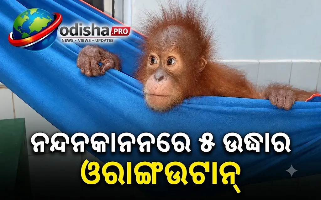 ନନ୍ଦନକାନନରେ ୫ ଉଦ୍ଧାର ଓରାଙ୍ଗଉଟାନ୍‌: ଇଣ୍ଡୋନେସିଆ ଫେରିବେ ନା ଓଡ଼ିଶାରେ ରହିବେ?