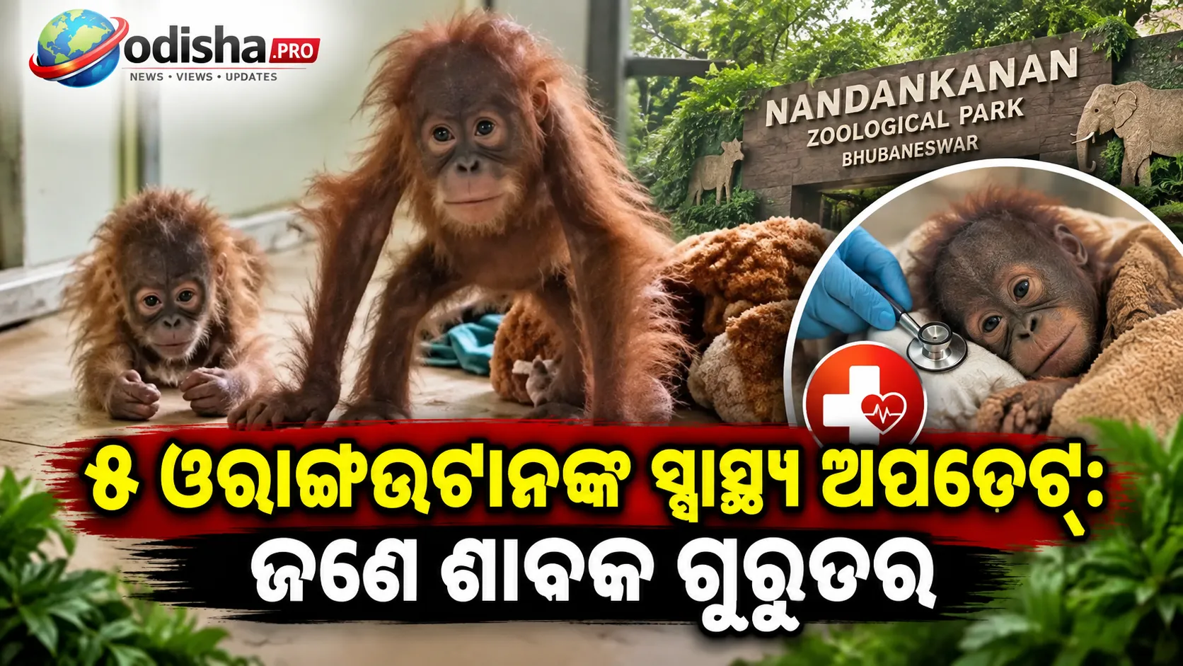 ୫ ଓରାଙ୍ଗଉଟାନଙ୍କ ସ୍ୱାସ୍ଥ୍ୟ ଅପଡେଟ୍‌: ଜଣେ ଶାବକ ଗୁରୁତର ରକ୍ତହୀନତାରେ, ଚାଲିଛି ଚିକିତ୍ସା