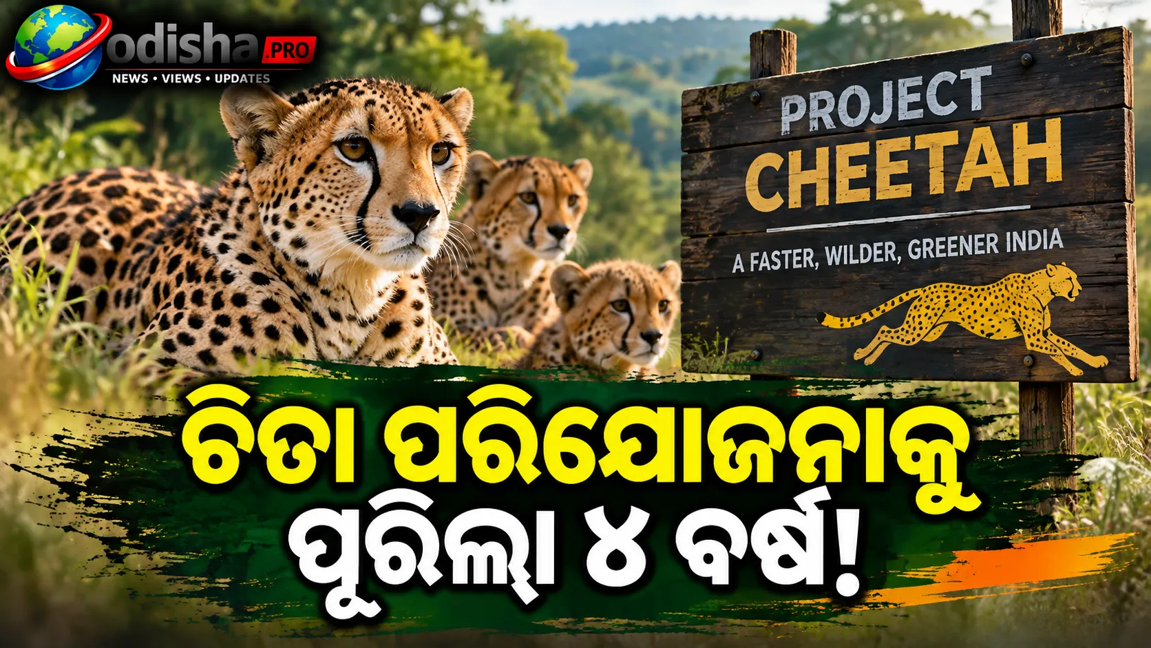ଚିତା ପରିଯୋଜନାକୁ ପୂରିଲା ୪ ବର୍ଷ: ଭାରତରେ ବଢ଼ିଲା ଚିତା ସଂଖ୍ୟା, ଜନ୍ମ ନେଇଛନ୍ତି ୩୨ ଶାବକ