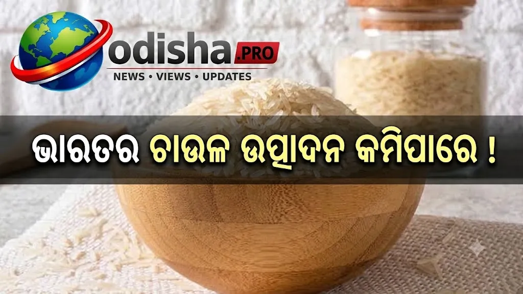 ଦୁର୍ବଳ ବର୍ଷାର ପ୍ରଭାବ: ଭାରତର ଚାଉଳ ଉତ୍ପାଦନ ୬.୫% କମିପାରେ, ୧ କୋଟି ଟନ୍ ହ୍ରାସ ଆଶଙ୍କା