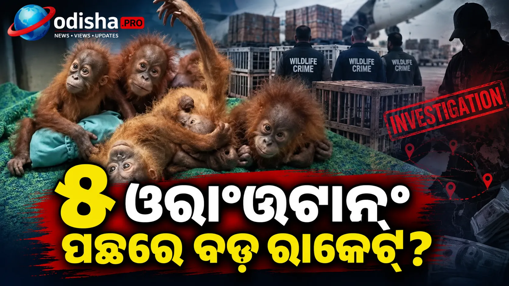 ୫ ଓରାଂଉଟାନ୍‌ ଉଦ୍ଧାର ପରେ ଖୋଲୁଛି ରହସ୍ୟ! ମହାରାଷ୍ଟ୍ରରୁ ମିଜୋରାମ ଯାଏଁ ରାକେଟ୍‌ ଲିଙ୍କ୍‌ ଖୋଜୁଛି STF