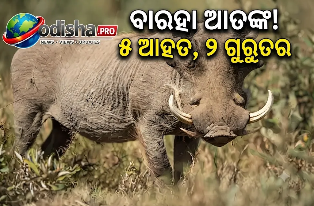 ବାରହା ଆତଙ୍କ: ଅତର୍କିତ ଆକ୍ରମଣରେ ୫ ଆହତ, ୨ ଗୁରୁତର
