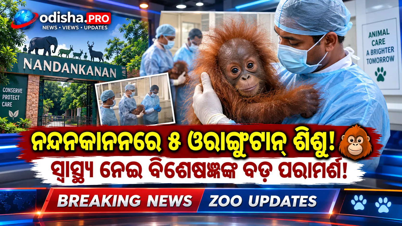 ନନ୍ଦନକାନନରେ ୫ ଓରାଙ୍ଗୁଟାନ୍ ଶିଶୁଙ୍କ ସ୍ୱାସ୍ଥ୍ୟ ଯାଞ୍ଚ: ଖାଦ୍ୟ ଓ ଚିକିତ୍ସାରେ ପରିବର୍ତ୍ତନ ପାଇଁ ବିଶେଷଜ୍ଞଙ୍କ ପରାମର୍ଶ
