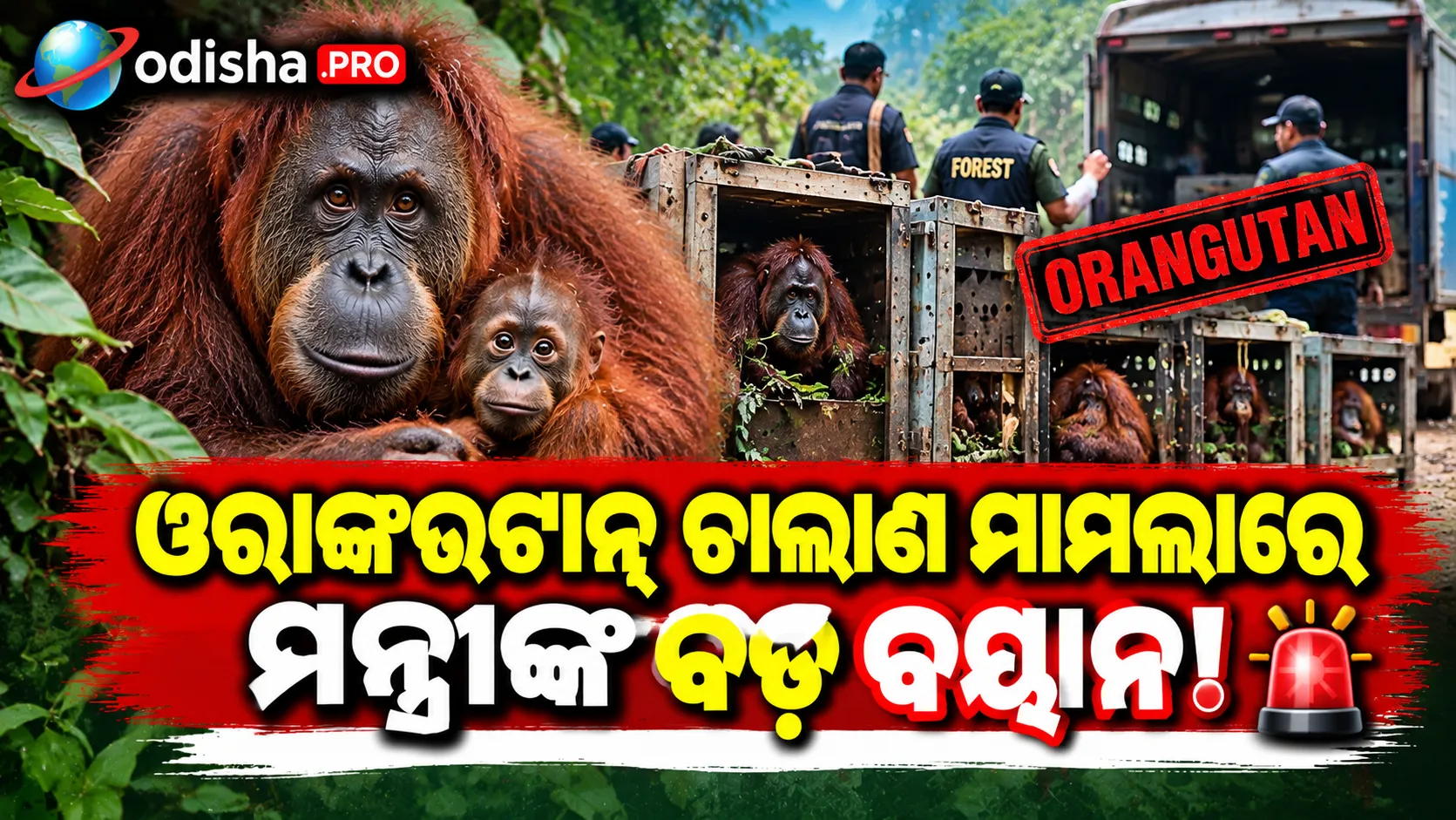 ବାଲେଶ୍ୱରରୁ ଉଦ୍ଧାର ୫ ଓରାଙ୍ଗଉଟାନ୍‌କୁ ନେଇ ମନ୍ତ୍ରୀଙ୍କ ବଡ଼ ବୟାନ; ଚାଲାଣରେ ସମ୍ପୃକ୍ତଙ୍କ ବିରୋଧରେ କଡ଼ା କାର୍ଯ୍ୟାନୁଷ୍ଠାନ