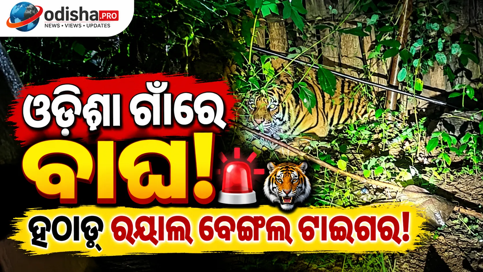 ଓଡ଼ିଶାର ଗାଁରେ ରୟାଲ ବେଙ୍ଗଲ ଟାଇଗର! ଖବର ପାଇ ତତ୍ପର ବନ ବିଭାଗ