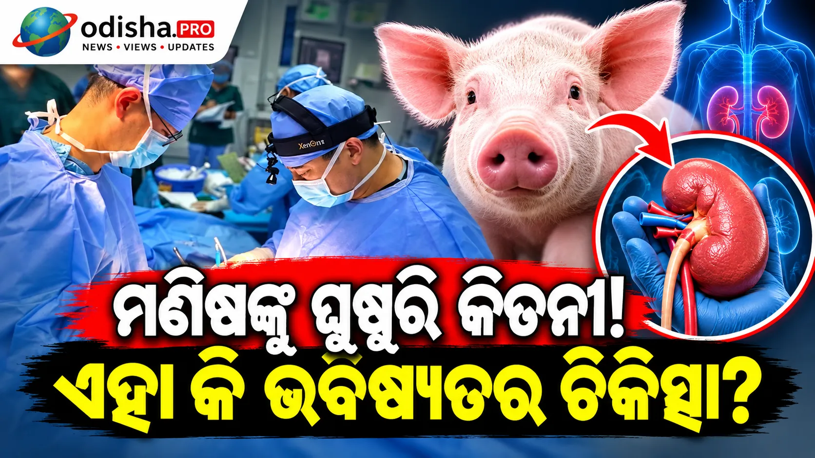 ମଣିଷ ଶରୀରରେ ଘୁଷୁରି କିଡନୀ! ଭାରତରେ Xenotransplantation ପାଇଁ ନୂଆ ପଦକ୍ଷେପ
