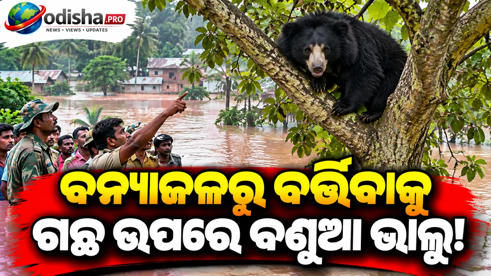 ବନ୍ୟାଜଳରୁ ବର୍ତ୍ତିବାକୁ ଗଛ ଉପରେ ବଣୁଆ ଭାଲୁ: ବାଲେଶ୍ୱରରେ ଚର୍ଚ୍ଚା