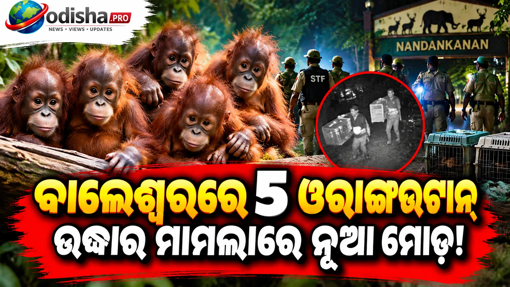 ବାଲେଶ୍ୱରରେ ୫ ଓରାଙ୍ଗଉଟାନ୍ ଉଦ୍ଧାର ମାମଲା: ମାସେ ପରେ ବି ସ୍ମଗଲରଙ୍କ ପତ୍ତା ମିଳୁନି, ବଡ଼ ରାକେଟ୍‌ ନେଇ ତଦନ୍ତ