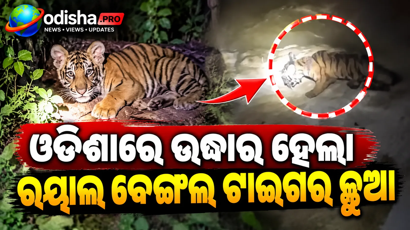 ଓଡ଼ିଶାରେ ଉଦ୍ଧାର ହେଲା ରୟାଲ ବେଙ୍ଗଲ ଟାଇଗର ଛୁଆ, ସ୍ୱତନ୍ତ୍ର ନଜରରେ ବନ ବିଭାଗ