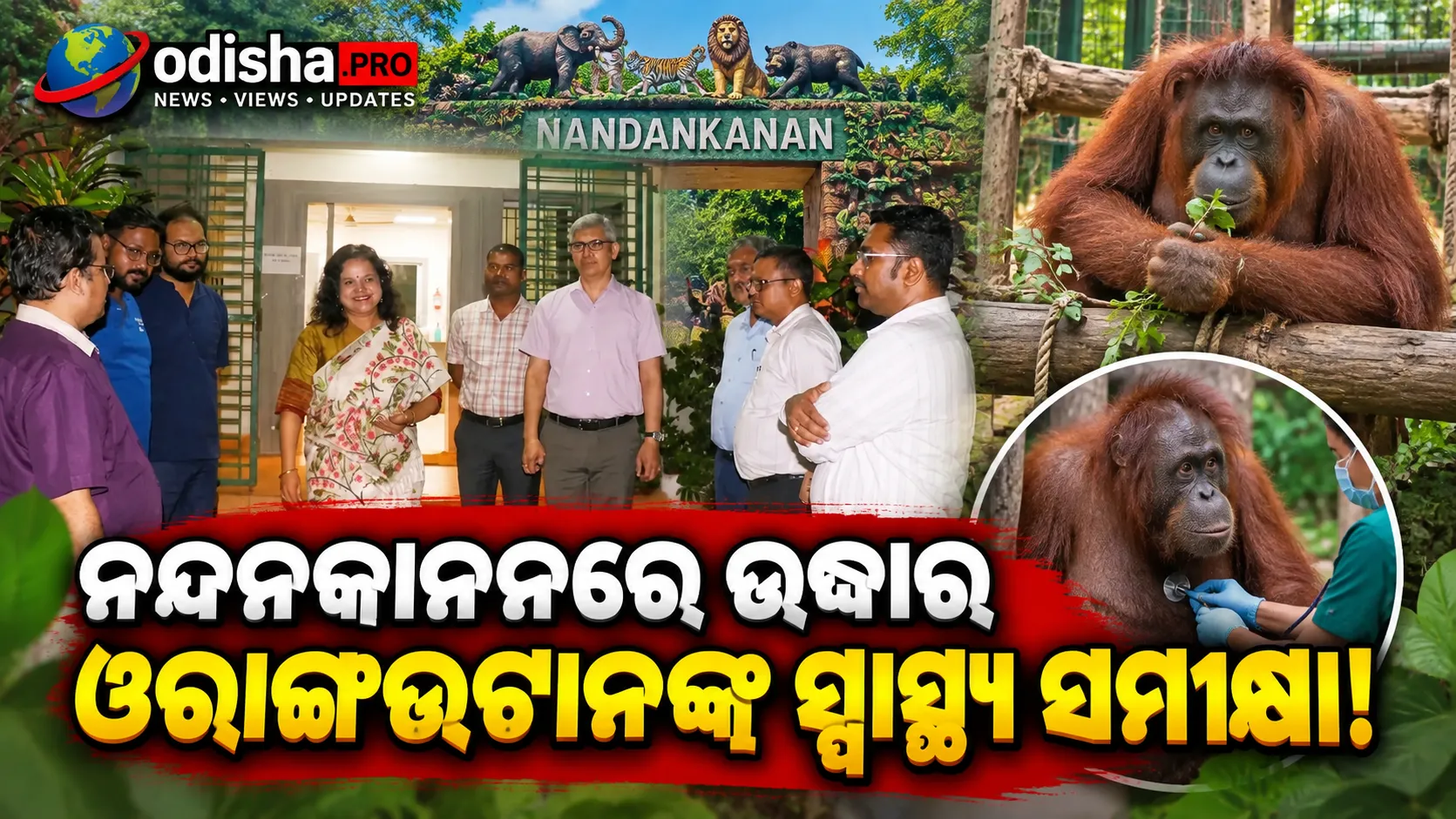 ନନ୍ଦନକାନନରେ ମୁଖ୍ୟ ଶାସନ ସଚିବ ଅନୁ ଗର୍ଗ; ଉଦ୍ଧାର ହୋଇଥିବା ୫ ଓରାଙ୍ଗଉଟାନଙ୍କ ସ୍ୱାସ୍ଥ୍ୟ ସମୀକ୍ଷା