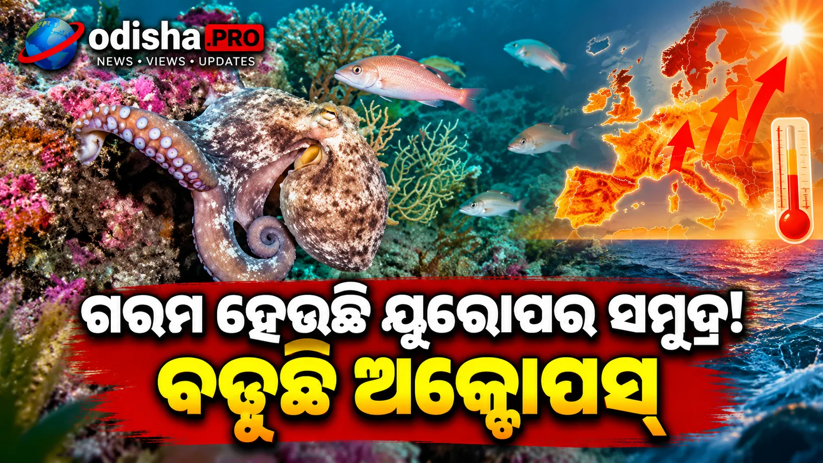 ୟୁରୋପର ସମୁଦ୍ରରେ ବଡ଼ ପରିବର୍ତ୍ତନ! ଗରମ ହେଉଛି ପାଣି, ଗାଏବ ହେଉଛି କେଲ୍ପ; ବଢ଼ୁଛି ଅକ୍ଟୋପସ୍