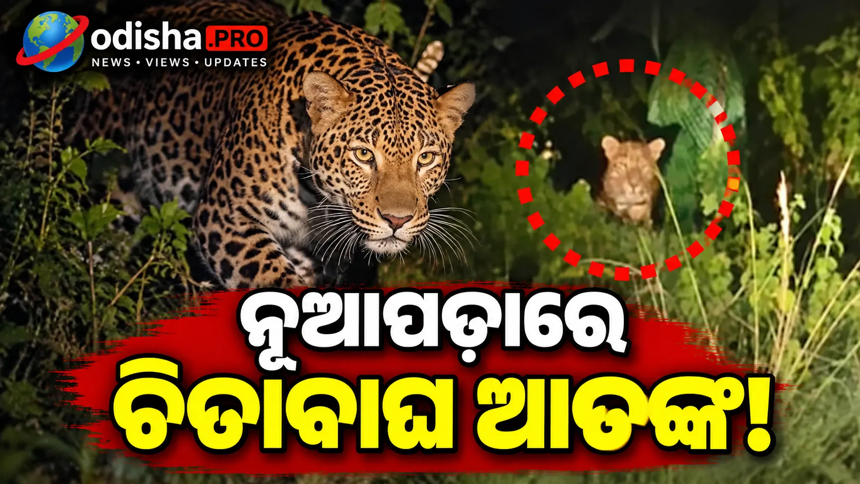 ନୂଆପଡ଼ାରେ ଚିତାବାଘ ଆତଙ୍କ! ଜଙ୍ଗଲ ଟିମ୍‌ର ତଦନ୍ତ ଆରମ୍ଭ