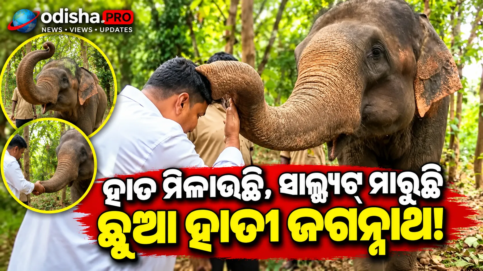 ହାତ ମିଳାଉଛି, ସାଲ୍ୟୁଟ୍‌ ମାରୁଛି ଛୁଆ ହାତୀ ଜଗନ୍ନାଥ; କୁମାରଖୁଣ୍ଟିରେ ସମସ୍ତଙ୍କ ମନ ଜିଣୁଛି