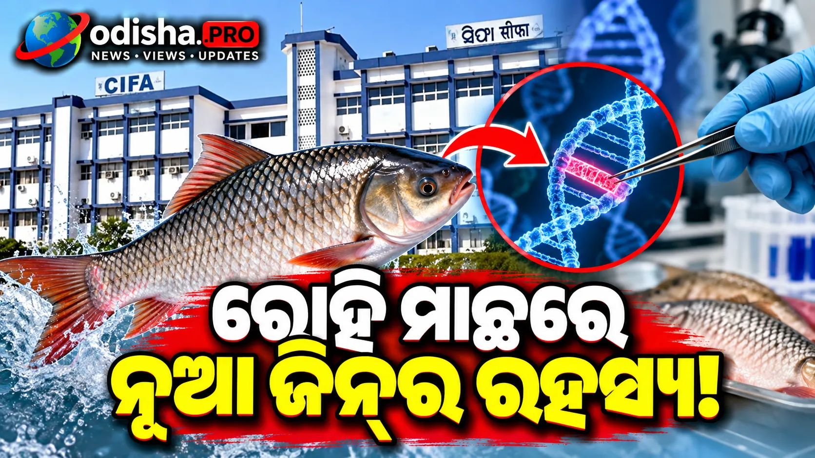 ରୋହି ମାଛରେ Septin 8a ଜିନ୍‌ର ଗୁରୁତ୍ୱପୂର୍ଣ୍ଣ ଭୂମିକା; ରୋଗପ୍ରତିରୋଧୀ ମାଛ ଉତ୍ପାଦନ ପାଇଁ ନୂଆ ଆଶା