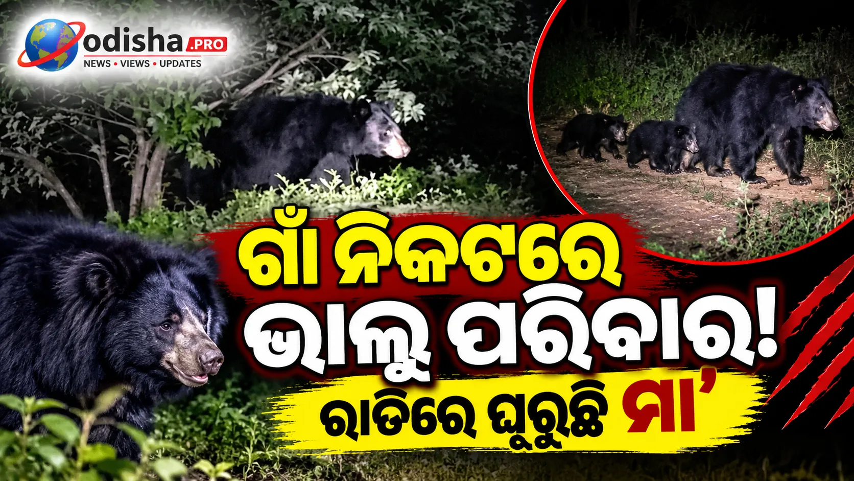 ଗାଁ ନିକଟରେ ଭାଲୁ ପରିବାର! ରାତିରେ ଘୂରୁଛି ମା’ ଭାଲୁ ସହ ୨ ଛୁଆ, ବନ ବିଭାଗର ନଜର