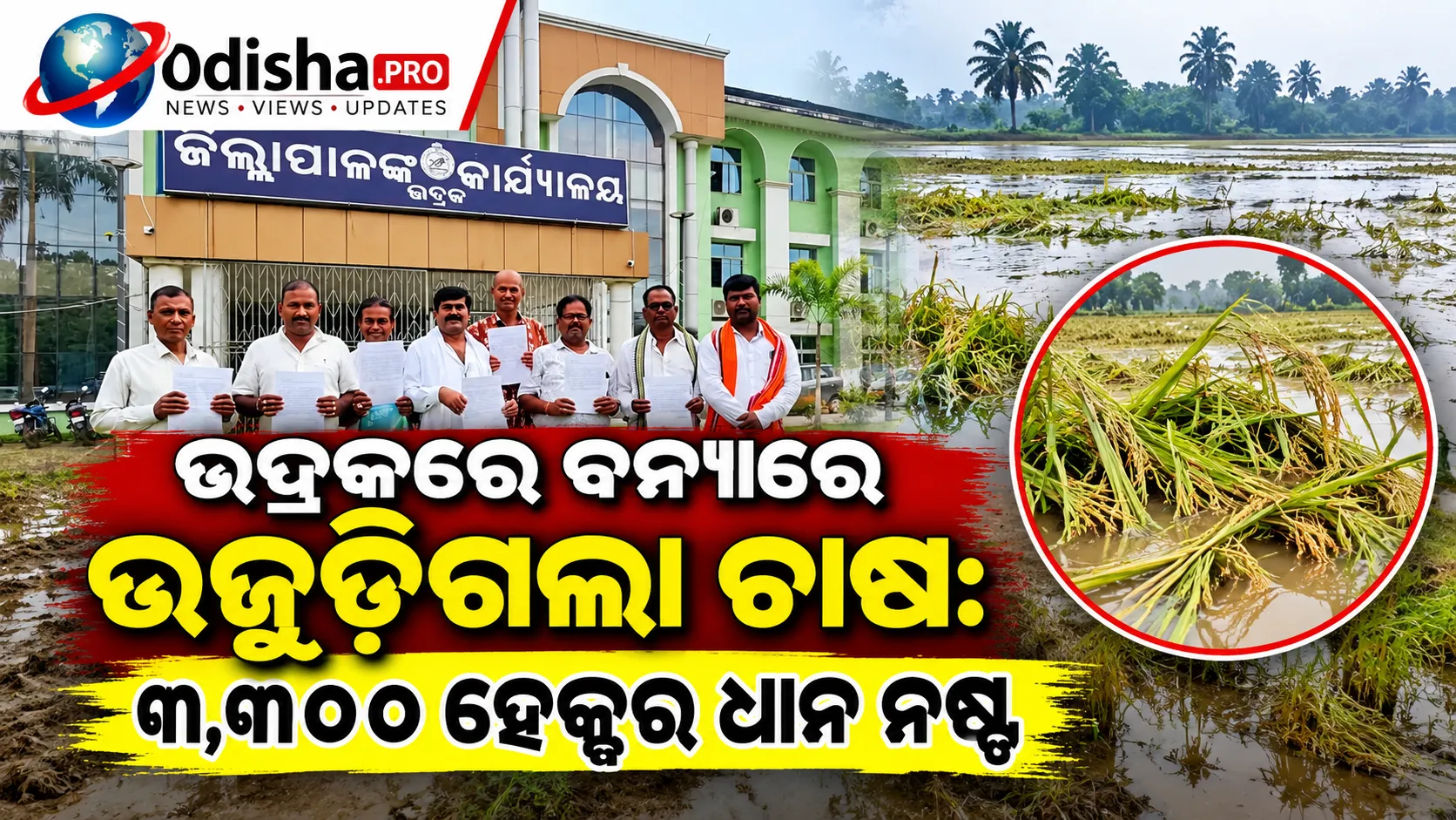ଭଦ୍ରକରେ ବନ୍ୟାରେ ଉଜୁଡ଼ିଗଲା ଚାଷ: ୩,୩୦୦ ହେକ୍ଟର ଧାନ ନଷ୍ଟ, ସରକାରୀ ସହାୟତା ମାଗିଲେ ଚାଷୀ