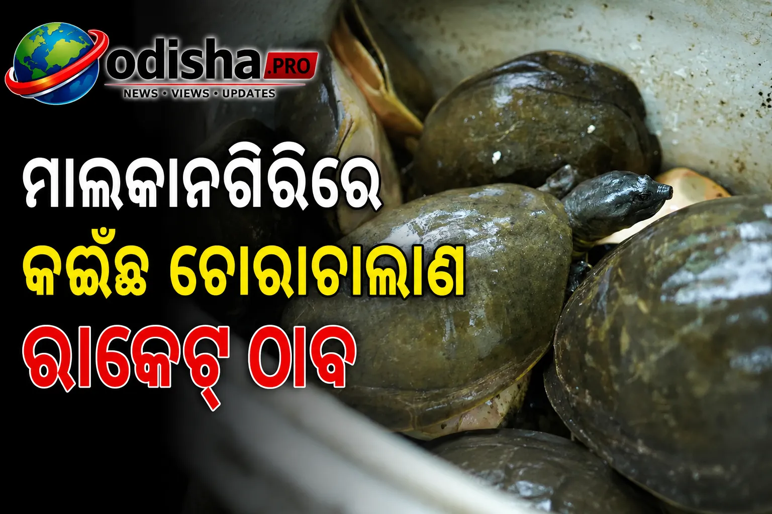 ମାଲକାନଗିରିରେ କଇଁଛ ଚୋରାଚାଲାଣ ରାକେଟ୍ ଠାବ, ଅଟୋରୁ ୧୫୫ ଜୀବନ୍ତ କଇଁଛ ଉଦ୍ଧାର