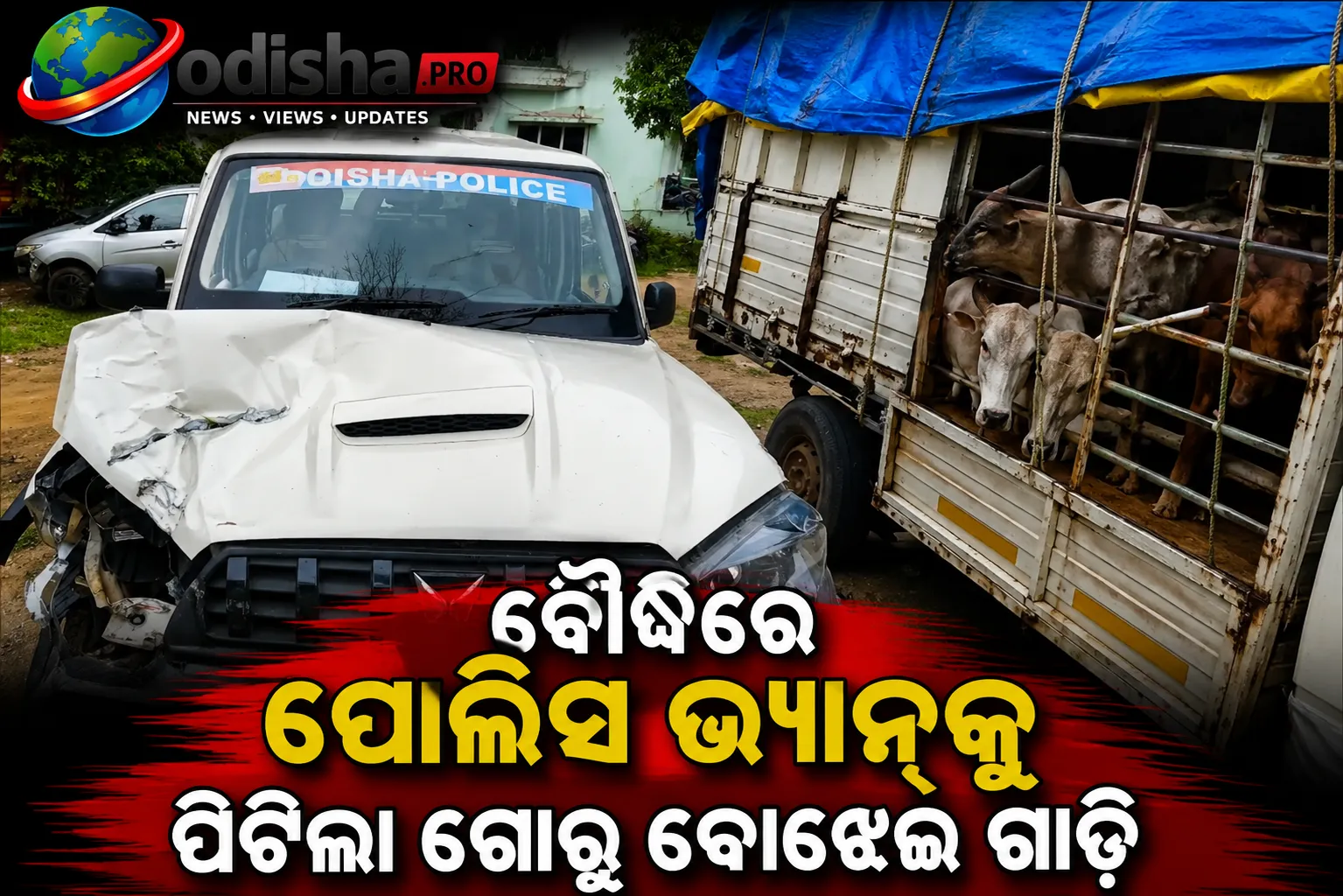 ବୌଦ୍ଧରେ ପୋଲିସ ଭ୍ୟାନ୍‌କୁ ପିଟିଲା ଗୋରୁ ବୋଝେଇ ଗାଡ଼ି, ୧୦ ଗୋରୁ ଉଦ୍ଧାର