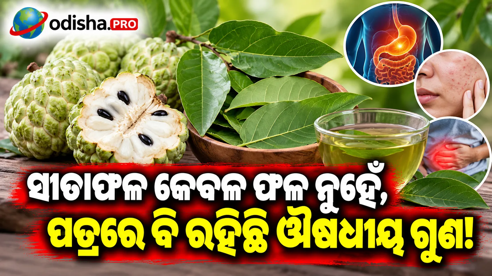ସୀତାଫଳ ପତ୍ରରେ ଲୁଚିଛି ଔଷଧୀୟ ଗୁଣ! ଚର୍ମ ଓ ପେଟ ସମସ୍ୟାରେ ହୋଇପାରେ ଉପକାରୀ