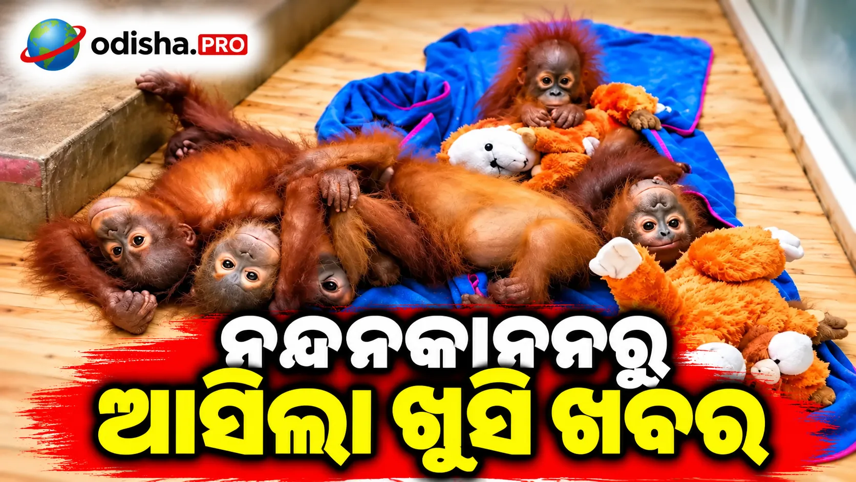 ନନ୍ଦନକାନନରୁ ଆସିଲା ଖୁସି ଖବର: ସୁସ୍ଥ ହେଉଛନ୍ତି ୫ ଓରାଙ୍ଗଉଟାନ୍ ଛୁଆ, ଓଡ଼ିଶା ଜଳବାୟୁ ସହ ଖାପ ଖୁଆଉଛନ୍ତି