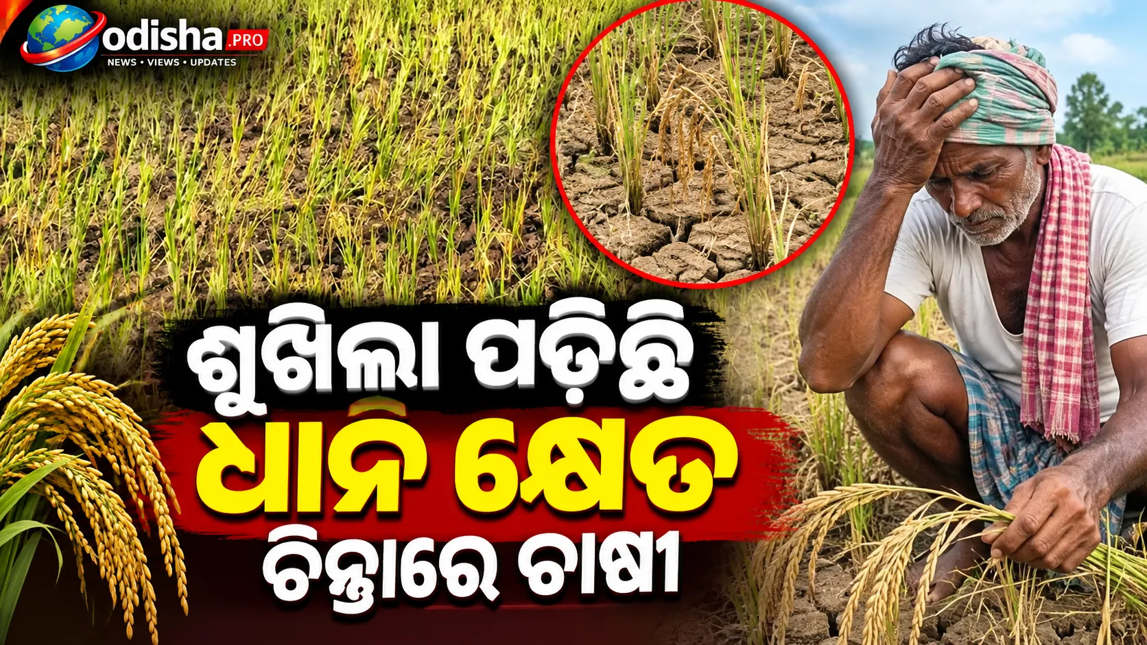 ଗଜପତିରେ ଅଭାବୀ ବର୍ଷା ମାଡ଼, ଶୁଖିଲା ପଡ଼ିଛି ଧାନ କ୍ଷେତ; ଚିନ୍ତାରେ ଚାଷୀ